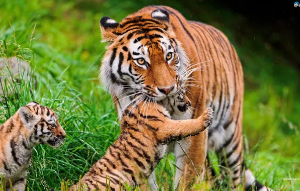 Картинка Tiger, Strong, Pefect Killer