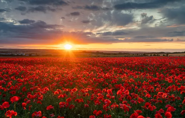 Картинка поле, закат, цветы, Англия, маки, England, Wiltshire, Уилтшир