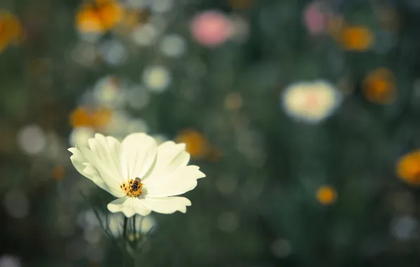 Картинка цветок, фон, насекомое, белая, космея