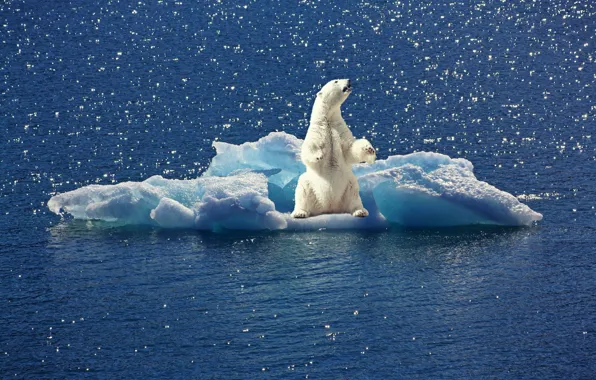 Вода, льдина, белый медведь, полярный медведь