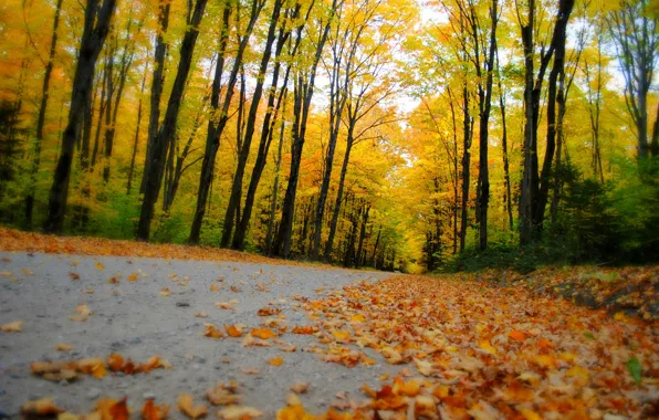 Картинка дорога, осень, лес, листья, деревья, природа, парк, colors