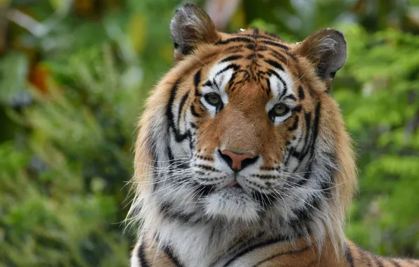 Картинка тигр, хищник, красавец