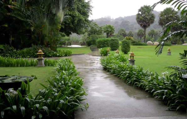 Картинка капли, тропики, пальмы, дождь, газон, сад, дорожка, Phuket