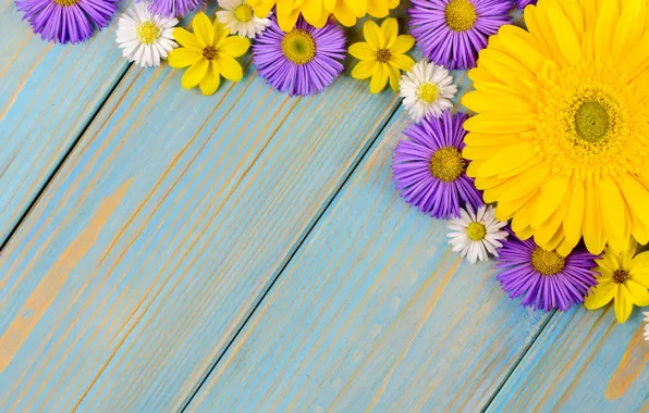 Картинка цветы, фон, голубой, ромашки, герберы, yellow, wood, blue
