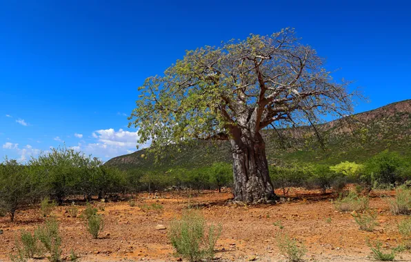 Пейзаж, Африка, Намибия
