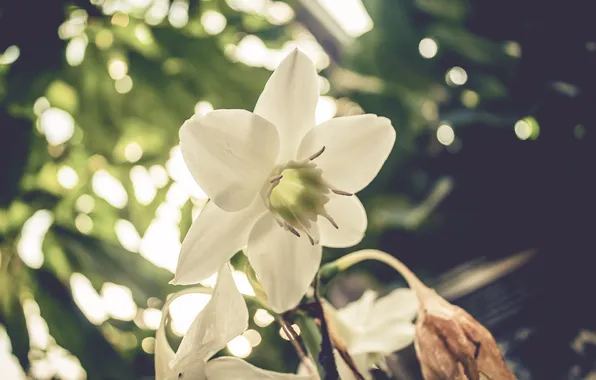 Белый, цветок, лепестки