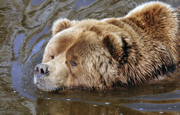 Морда, вода, медведь, купание, мишка