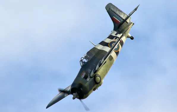 Wildcat, истребитель-бомбардировщик, палубный, одноместный, Grumman F4F