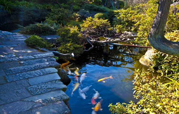 Картинка пруд, камни, рыба, Япония, сад, дорожка, кусты, разноцветная