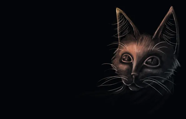 Кошка, взгляд, чёрный фон