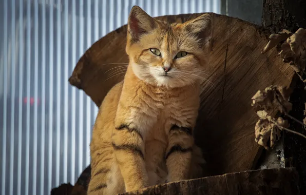 Кошка, кот, взгляд, морда, бревно, сидит, дикий кот, барханный кот