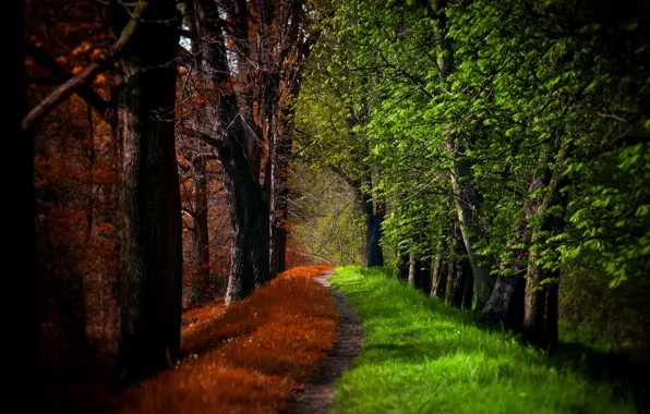 Дорога, осень, лес, деревья, природа, парк, весна, forest