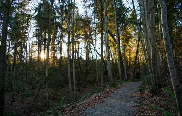 Картинка дорога, лес, деревья, закат, листва, Осень, forest, road