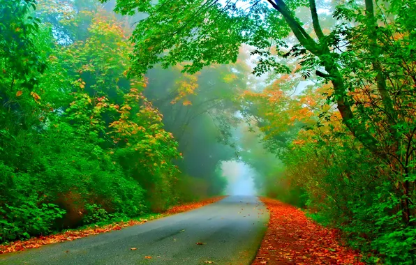 Картинка дорога, осень, листья, деревья, туман, тоннель
