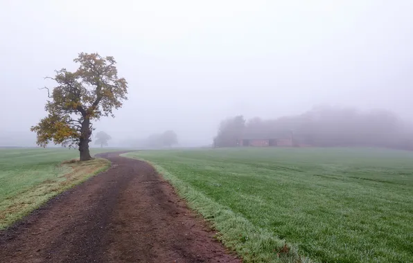 Дорога, туман, дерево
