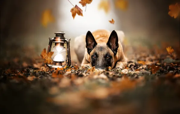 Картинка осень, взгляд, морда, листья, собака, фонарь, Малинуа, Бельгийская овчарка