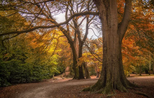 Осень, деревья, природа