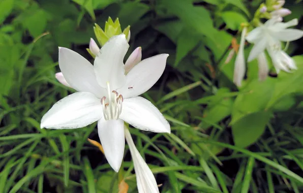 Fred Fletcher Park, Jim Perry, Fragrant Plantian Lily