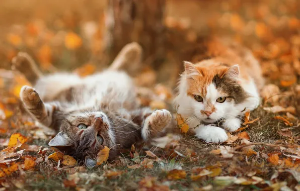 Осень, кошки, коты, позы