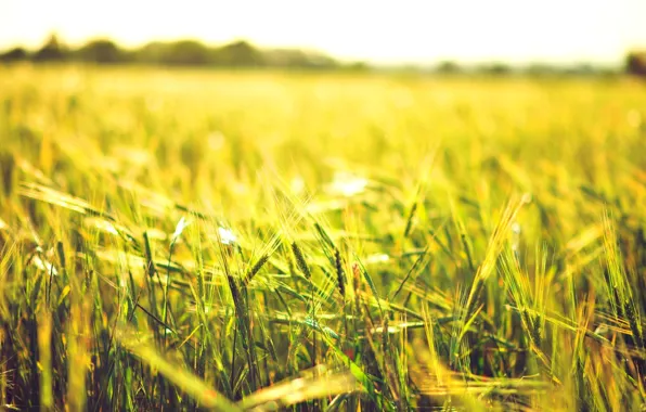 Картинка пшеница, поле, солнце, макро, фон, widescreen, обои, рожь