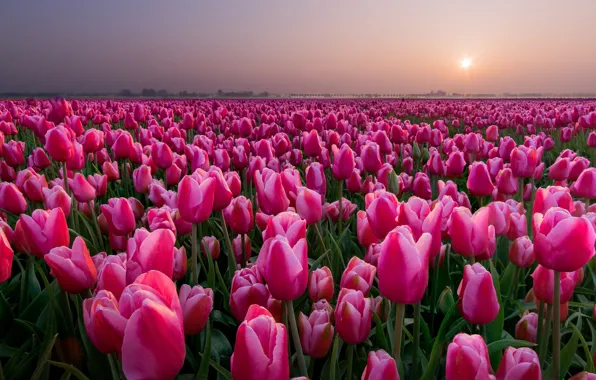 Картинка поле, закат, тюльпаны, Нидерланды, бутоны, много