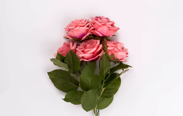 Розы, букет, розовые, бутоны, pink, leaves, roses