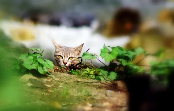 Картинка кошка, взгляд, листья, растения, укрытие, серая
