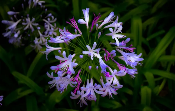 Картинка Цветочки, Flowers, Боке, Bokeh