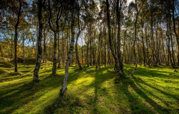 Зелень, трава, солнце, деревья, парк, Великобритания, Derbyshire, Bole Hill