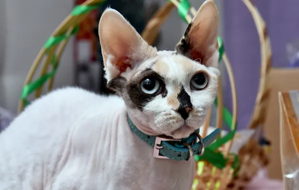 Кошка, взгляд, поза, котенок, портрет, мордашка, корзинка, сфинкс