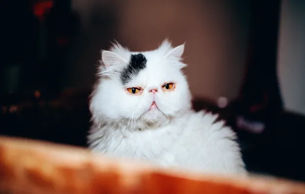 Кошка, кот, морда