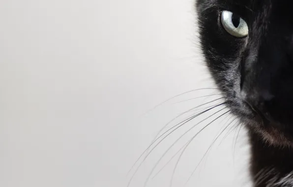 Кошка, кот, животное