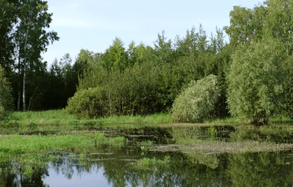 Вода, природа, озеро, Лето
