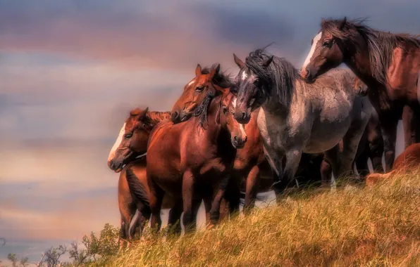 Картинка кони, лошади, табун