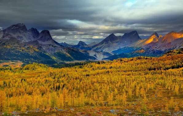 Forest, Canada, trees, autumn, mountains, Rockies