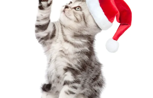 Котенок, шапка, милый, Новый год, Christmas, New Year, kittens