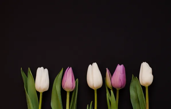 Картинка цветы, фиолетовые, тюльпаны, white, белые, flowers, tulips, purple