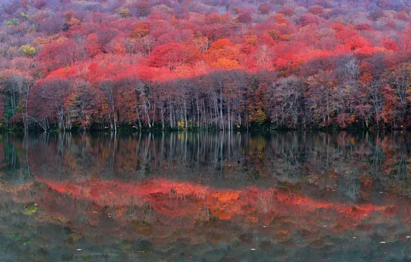 Картинка осень, лес, деревья, озеро, отражение, склон, багрянец