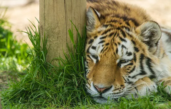 Кошка, трава, отдых, амурский тигр