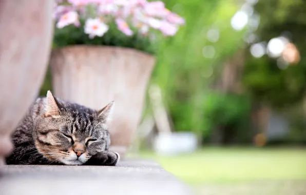 Кошка, кот, морда, цветы, лапа, спит, вазон