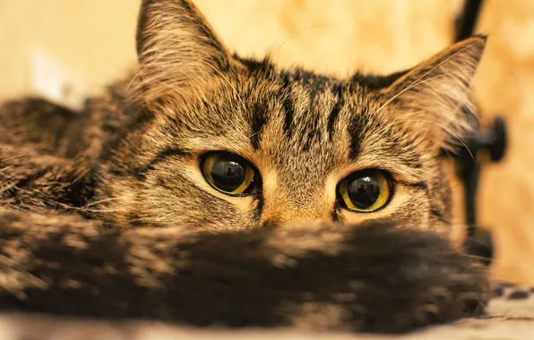 Кошка, глаза, кот, взгляд, портрет, хвост, лежит, мордашка