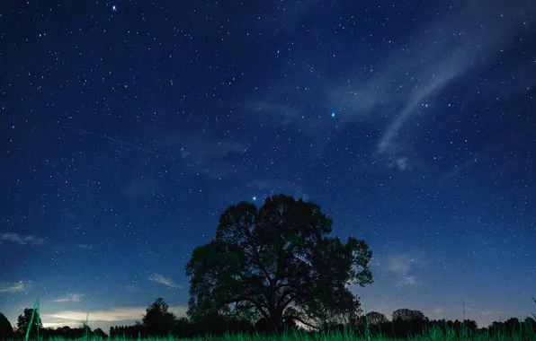 Небо, дерево, звёзды, Ночь, sky, night, stars, tree