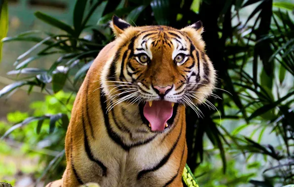 Усы, взгляд, морда, тигр, удивленный, индийский, полосатая кошка