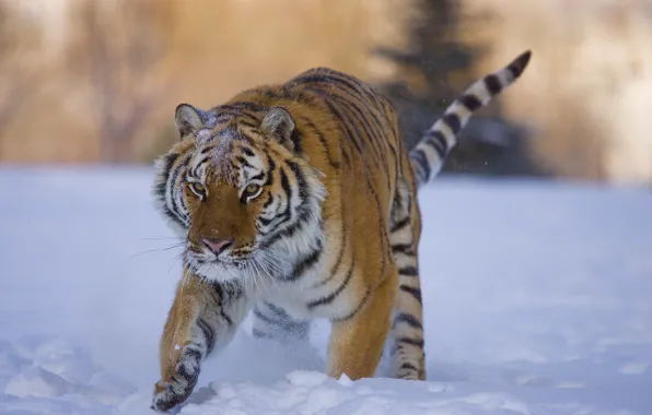 Зима, снег, тигр