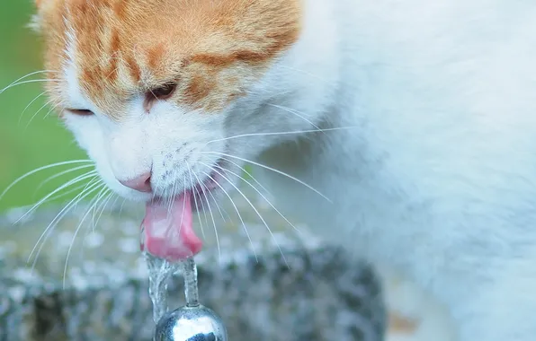 Картинка кот, вода, жажда, кошак, котяра