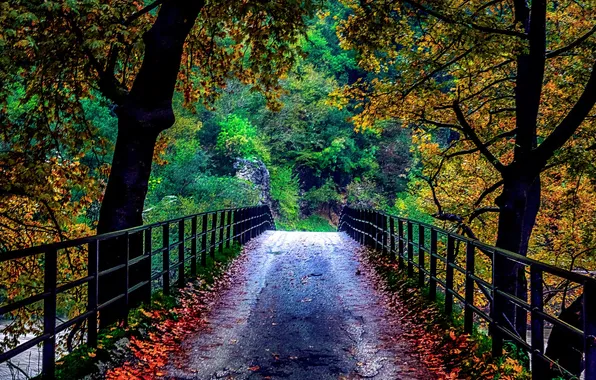 Деревья, мост, природа, осень. листья