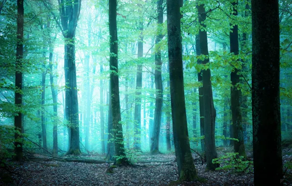 Зелень, лес, свет, деревья, туман, by Robin de Blanche, Glimpse