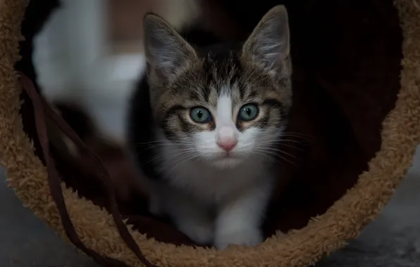 Кошка, взгляд, темный фон, котенок, мордашка, норка