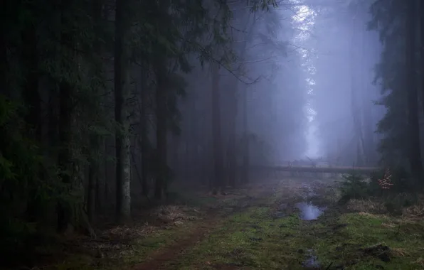 Дорога, лес, деревья, природа, туман, лужа