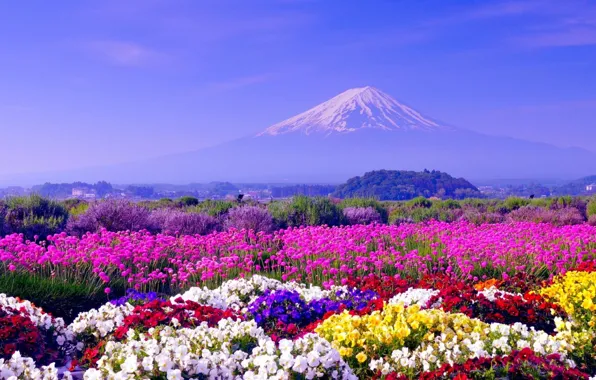 Цветы, Япония, Обои, Пейзаж, Гора Фудзи